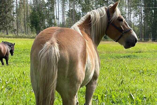 Tour to Aurora Horses Farm With Charming Finnhorses - Finnhorses at Aurora Horses