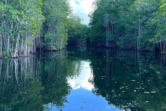 Tour to Black River and YS Falls - Tour Experience