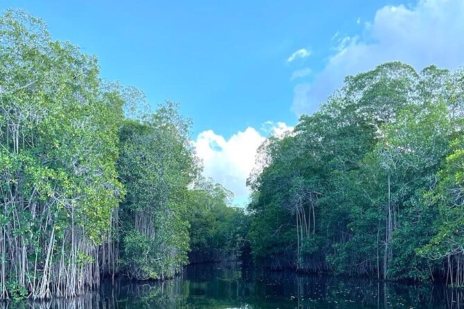 Tour to Black River and YS Falls - Exploring Black River