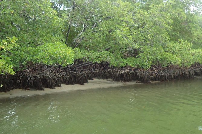 Tour to Carneiros Beach - Participation Requirements