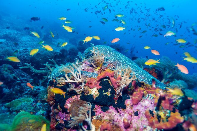Tour to Catalina Island With Snorkeling From Punta Cana - Review and Ratings