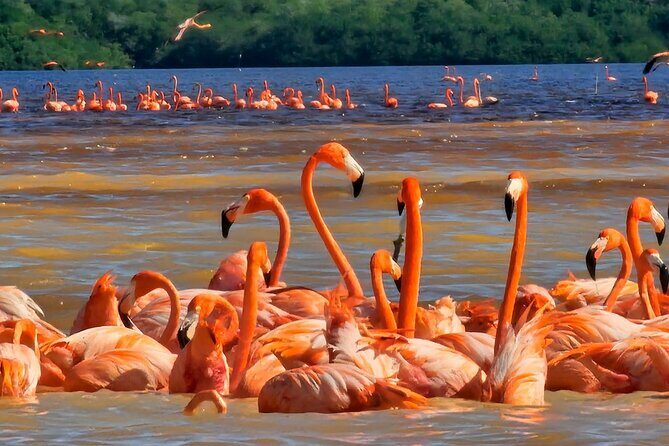 Tour to Celestún with View of Flamencos and Beach Club - A Detailed Look at the Tour Experience