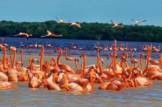 Tour to Celestún with View of Flamencos and Beach Club - The Sum Up