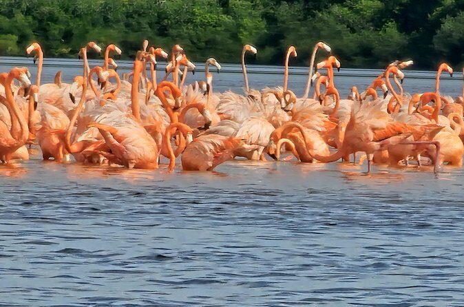 Tour to Celestún with View of Flamencos and Beach Club - FAQ