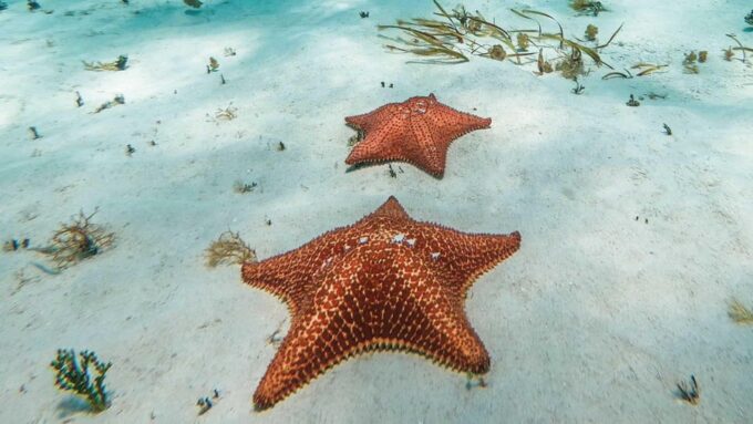 Tour to Cozumel + Heaven - Frequently Asked Questions