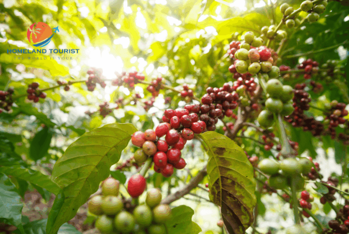Tour To Explore The 3 Most Beautiful Waterfalls In Da Lat - Coffee Production in Me Linh Village