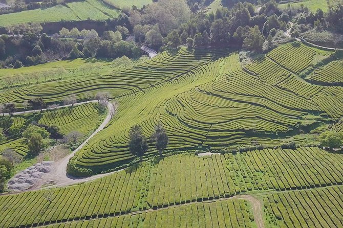 Tour to Furnas and Terra Nostra Garden - Full Day - Experience Gorreana Tea Plantation