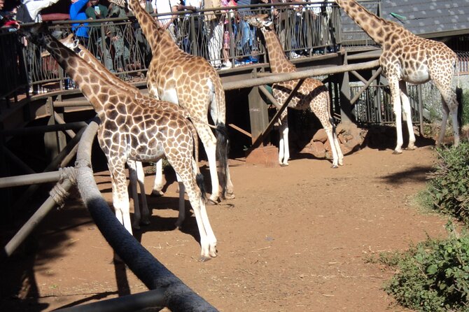 Tour to Giraffe Center From Nairobi - Wildlife Interaction