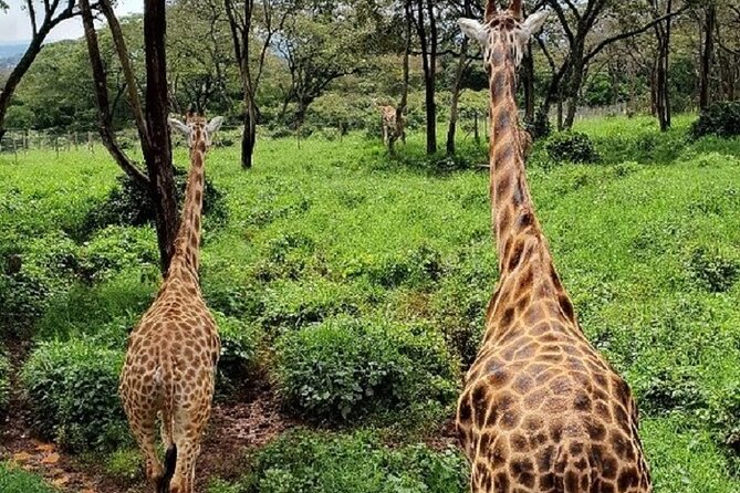 Tour to Giraffe Center From Nairobi - Educational Experience