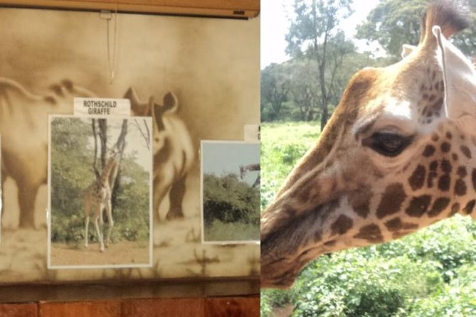 Tour to Giraffe Center From Nairobi - Transportation Details
