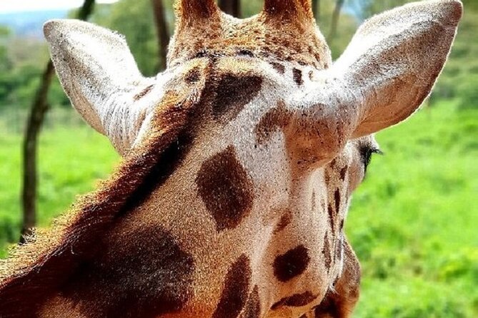 Tour to Giraffe Center From Nairobi - Visitor Feedback