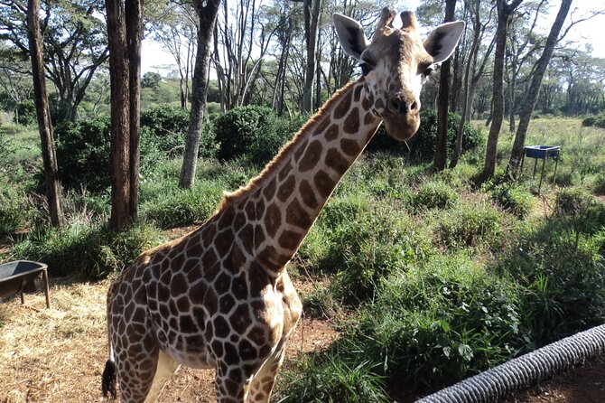 Tour to Giraffe Center From Nairobi - Booking Information