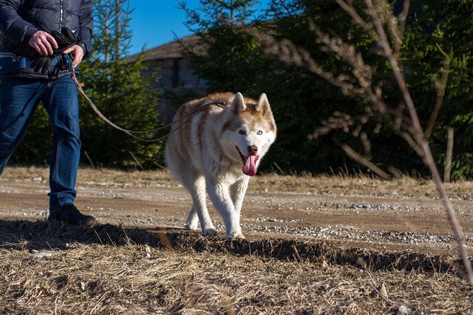 Tour to Husky Park With Cani-Cross Hike - Convenient Day Trip From Tallinn