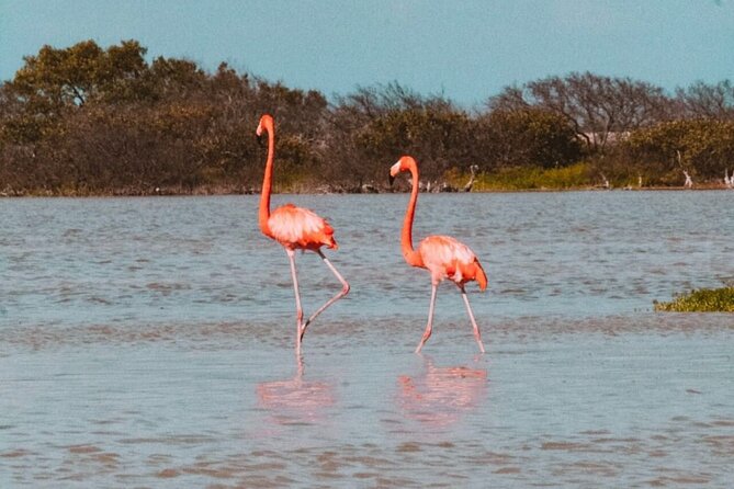Tour to Las Coloradas and Río Lagartos From Mérida - Pickup and Meeting Information