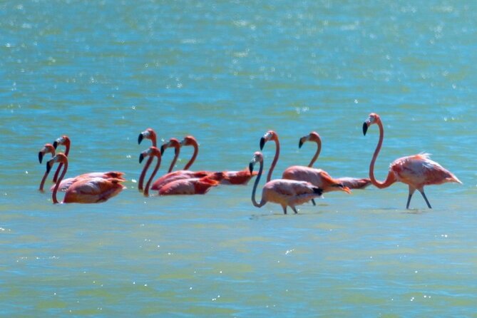 Tour to Las Coloradas and Río Lagartos From Mérida - Notable Sightings and Experiences