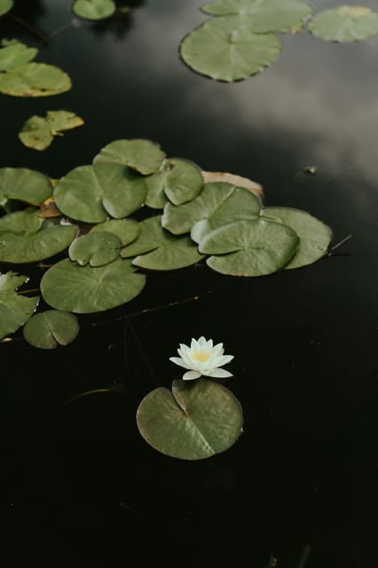 Tour to Lotus Lake/Boat Tour/Lotus Flowers/Birds - Inclusions and Exclusions