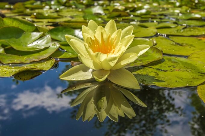Tour to Lotus Lake/Boat Tour/Lotus Flowers/Birds - Transportation and Pickup