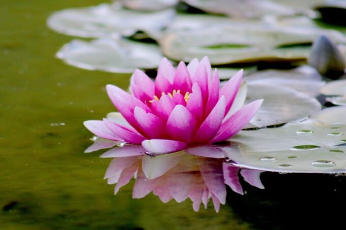 Tour to Lotus Lake/Boat Tour/Lotus Flowers/Birds - Frequently Asked Questions