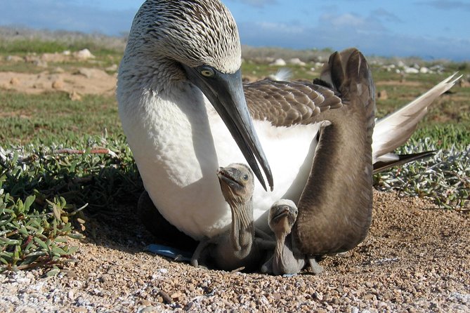 Tour to North Seymour & Las Bachas Beach * (Santa Cruz) * - North Seymour Island