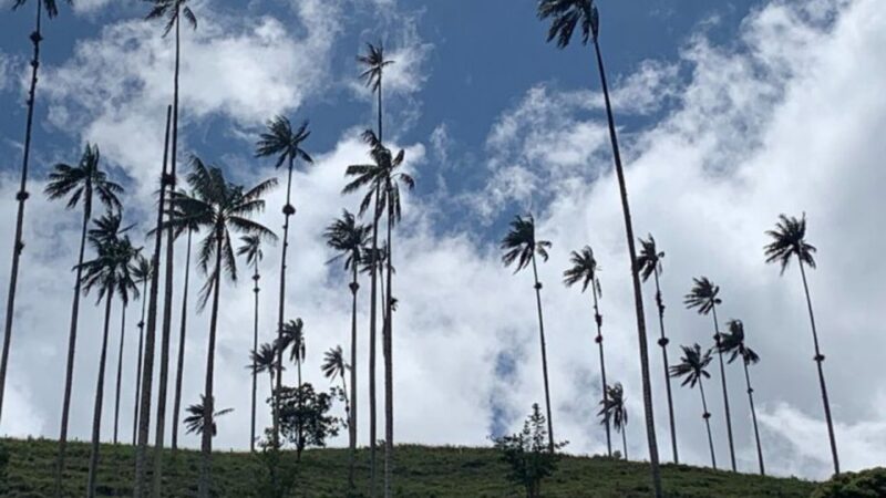 Tour to Salento and Cocora Valley From Pereira or Armenia - Breathtaking Wax Palms