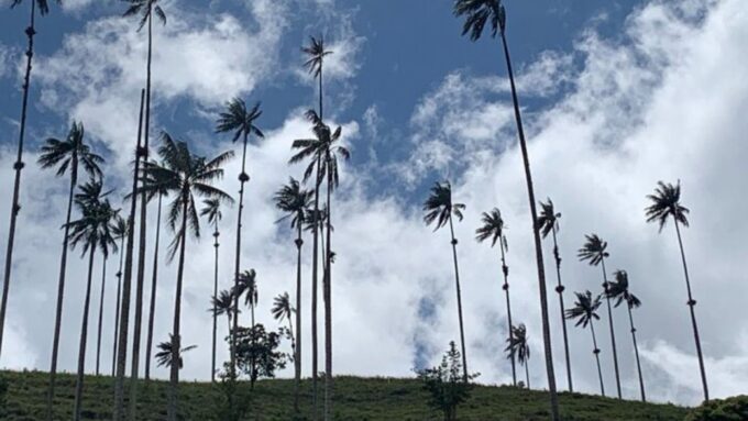 Tour to Salento and Cocora Valley From Pereira or Armenia - Recap