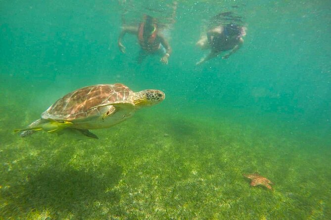 Tour to Swim With Turtles - Highlights of the Tour