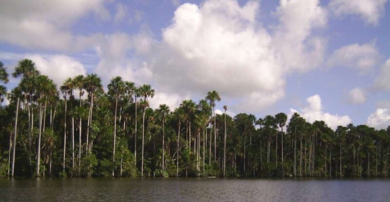 Tour to Tambopata: Amazon Adventure 3d/2n - Macaw Clay Lick Exploration