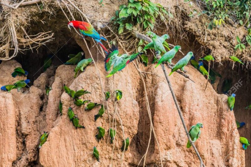 Tour to Tambopata: Amazon Adventure 3d/2n - Whats Included
