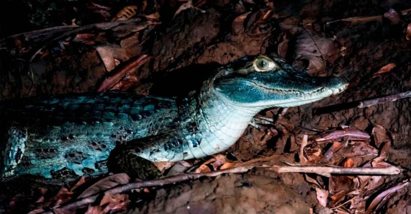 Tour to Tambopata Jungle 2Days + Lodge + Food - Key Points