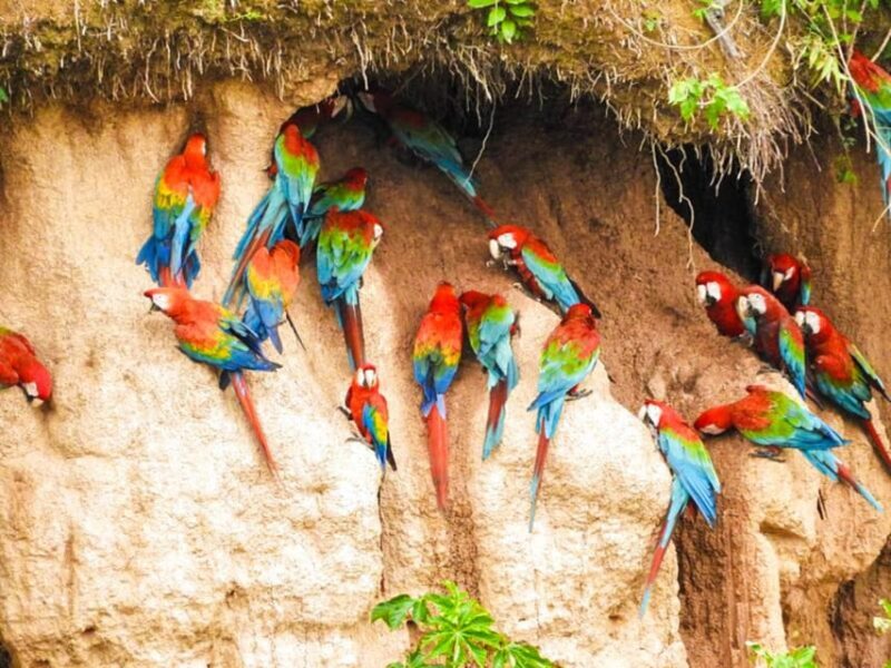 Tour to Tambopata Jungle 2Days + Lodge + Food - Itinerary