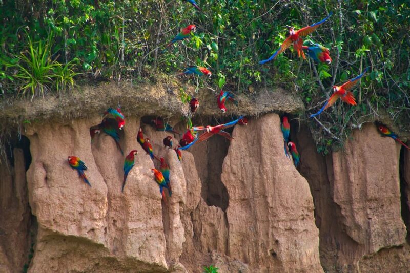 Tour to Tambopata Jungle 2Days + Lodge + Food - Key Points