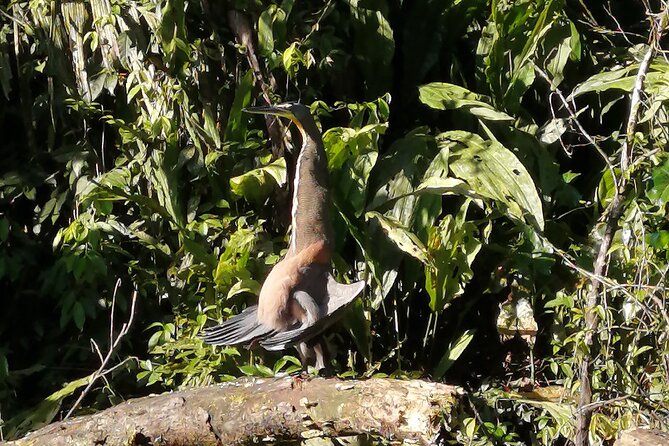 Tour to the Canals in Tortuguero National Park - Canoe Experience
