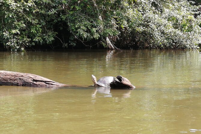 Tour to the Canals in Tortuguero National Park - Wildlife Sightings