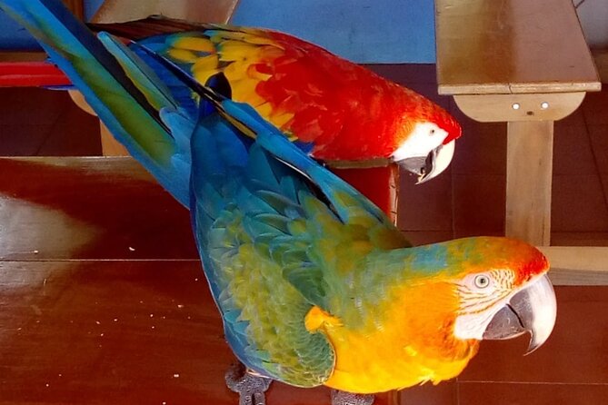 Tour to the Curricancha Reserve in Monteverde, a Paradise for Birdwatchers From San José - What to Expect