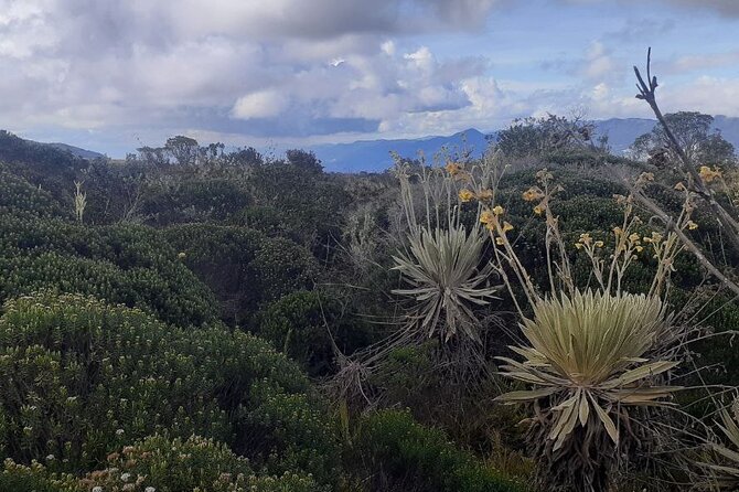 Tour to the Magical Moorland of Sumapaz - Birdwatching Unique Species - Recap
