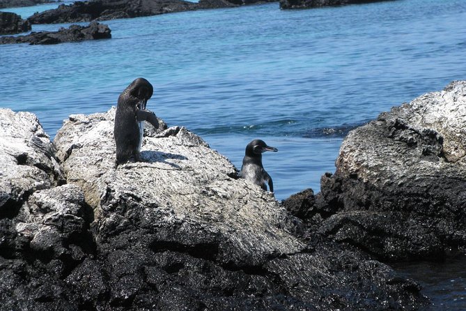 Tour to Tintoreras Bay From Isabela Island - Highlights of the Experience