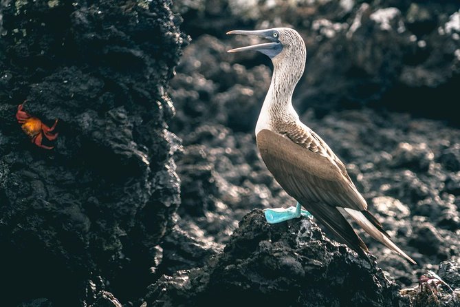 Tour to Tintoreras Bay From Isabela Island - Tour Reviews and Feedback