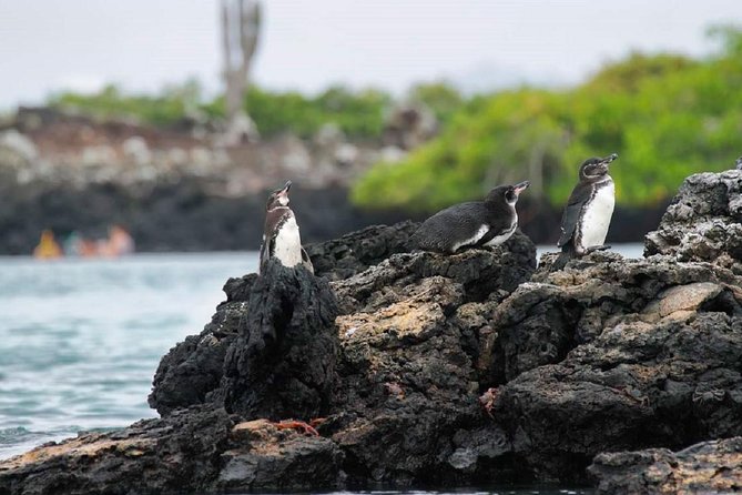 Tour to Tintoreras Bay From Isabela Island - Recap