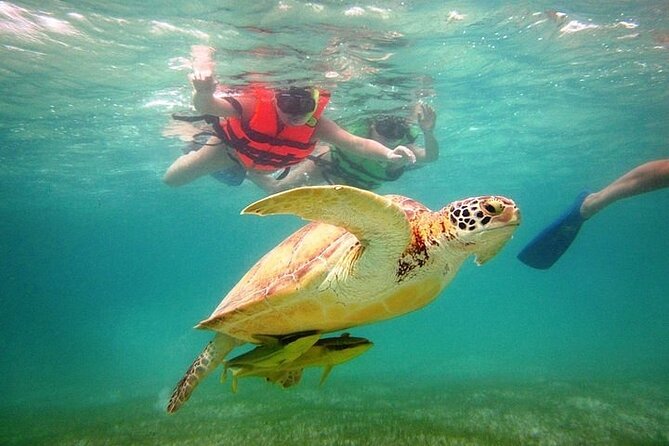 Tour to Tulum and Cenote With Swimming With Turtles From Riviera Maya - Pickup and Meeting Points