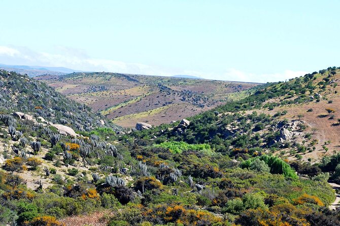 Tour to Valle Del Encanto Archeology, Petroglyphs, Flora, Fauna and Springs - Group Size and Pricing