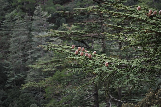Tour TROODOS MOUNTAINS From Paphos - Tour Recommendations
