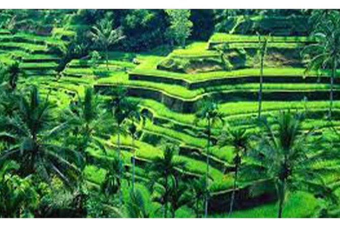 Tour: Ubud Monkey Forest-Jungle Swing-RiceTerrace-Tanah LotTemple - Ubud Monkey Forest