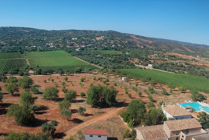 Tour & Wine Tasting - Authentic Algarve Flavours by Quinta Da Tôr - Exploring the Wine Tasting Options