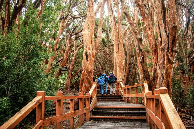 Tour With Navigation to the Arrayanes Forest and Victoria Island - Inclusions