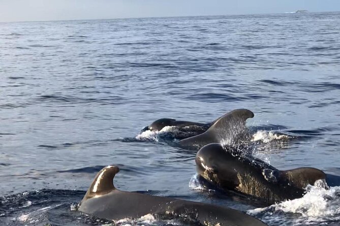 Tour With Whale and Dolphin Watching Plus Food Included - Accessibility Information