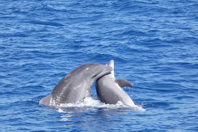 Tour With Whale and Dolphin Watching Plus Food Included - Customer Reviews