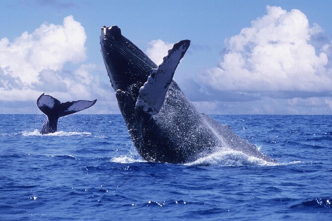 Tour With Whale Watching in Samaná, Beach and Waterfall - Whale Watching Experience