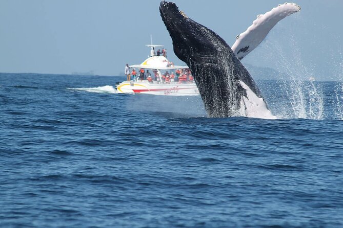 Tour With Whale Watching in Samaná, Beach and Waterfall - Visiting the Waterfall