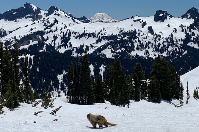 Touring and Hiking in Mt. Rainier National Park - Tour Activities and Highlights