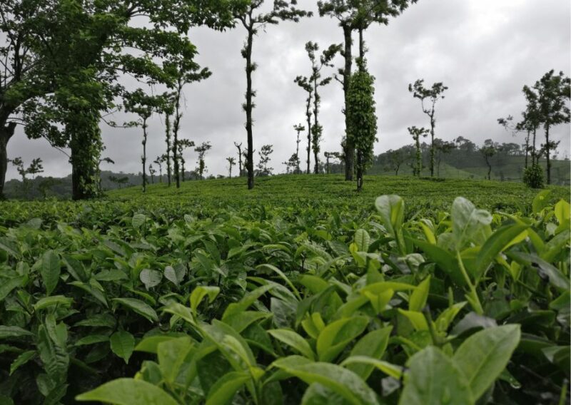 Touristic Highlights of Coorg (Guided Full Day Tour by Car) - Inclusions and Exclusions